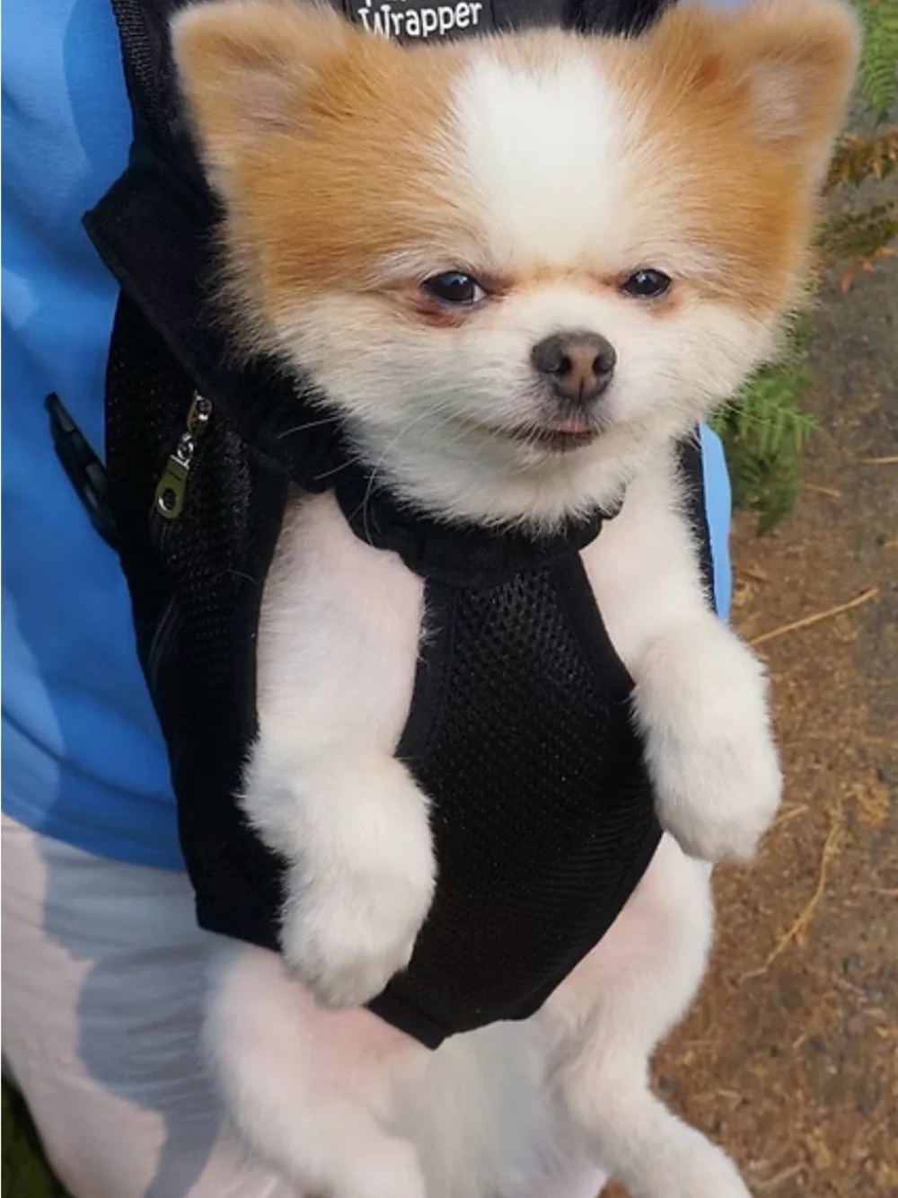 Black Front-Facing Dog Carrier Harness 🐾🐾
